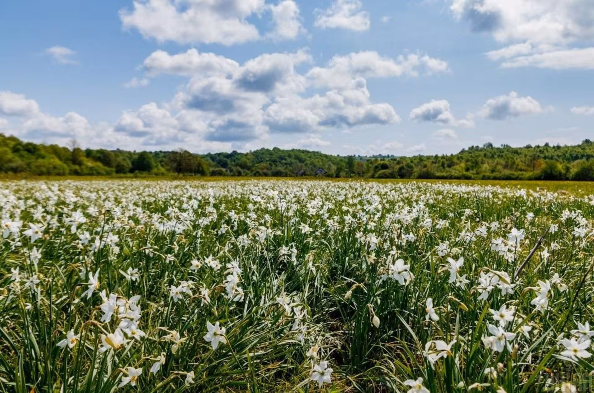 На Закарпатті розквітла Долина нарцисів (ФОТО)