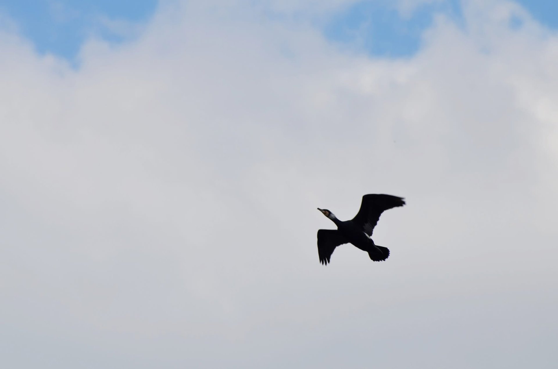 На Закарпатті зафіксували рідкісних птахів із Червоної книги України (ФОТО)