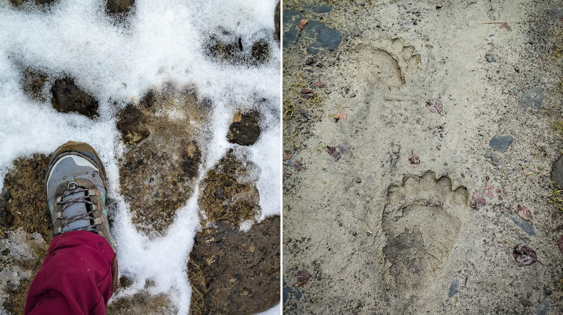 На Свидовецькому масиві у Карпатах помітили сліди бурого ведмедя (ФОТО)