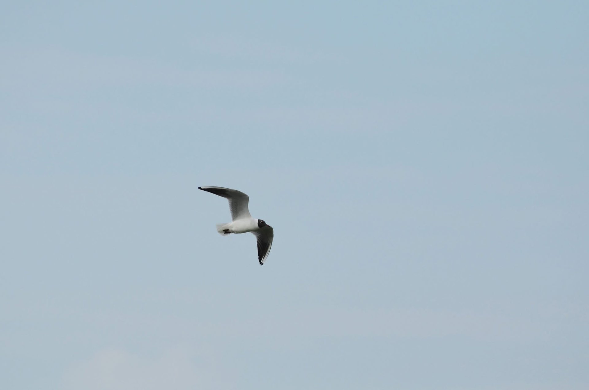 На Закарпатті зафіксували рідкісних птахів із Червоної книги України (ФОТО)