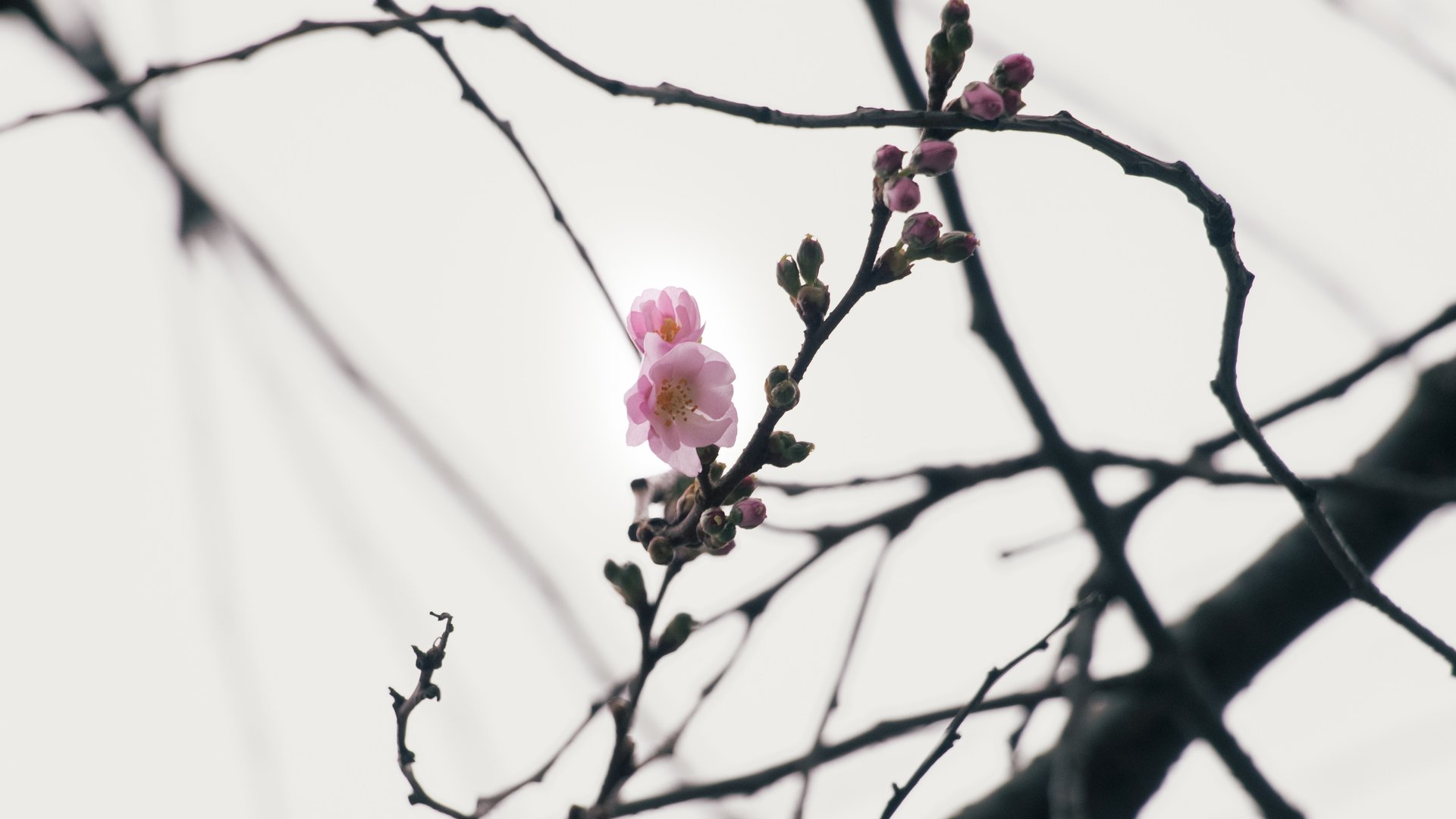 Фото дня: напередодні різдвяних свят у Мукачеві зацвіла «шалена» сакура (ФОТО)