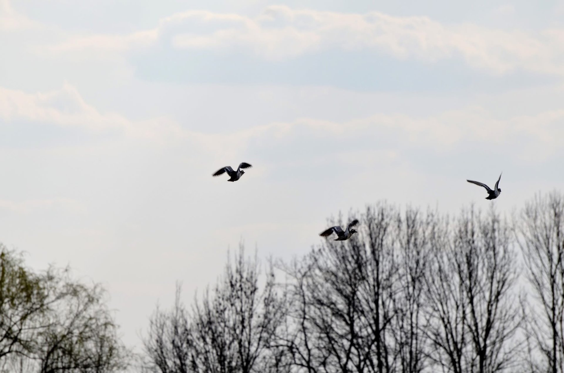 На Закарпатті зафіксували рідкісних птахів із Червоної книги України (ФОТО)
