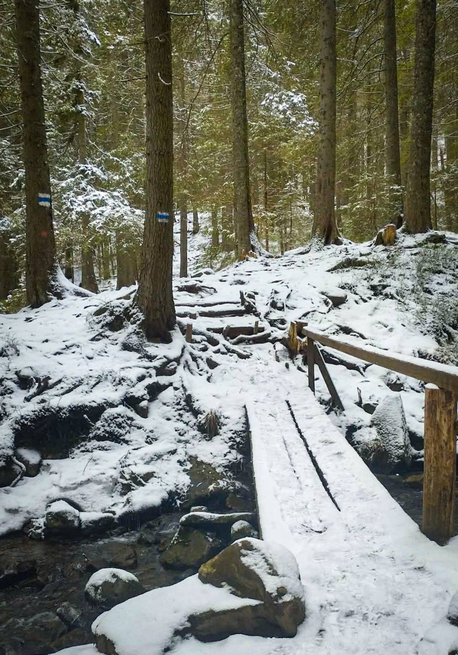 Сніг триматиметься до червня: туристів застерігають від підйому на Говерлу