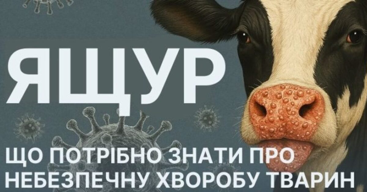 У Європі спалах ящуру та блутангу: куди звертися закарпатцям за підозри ...