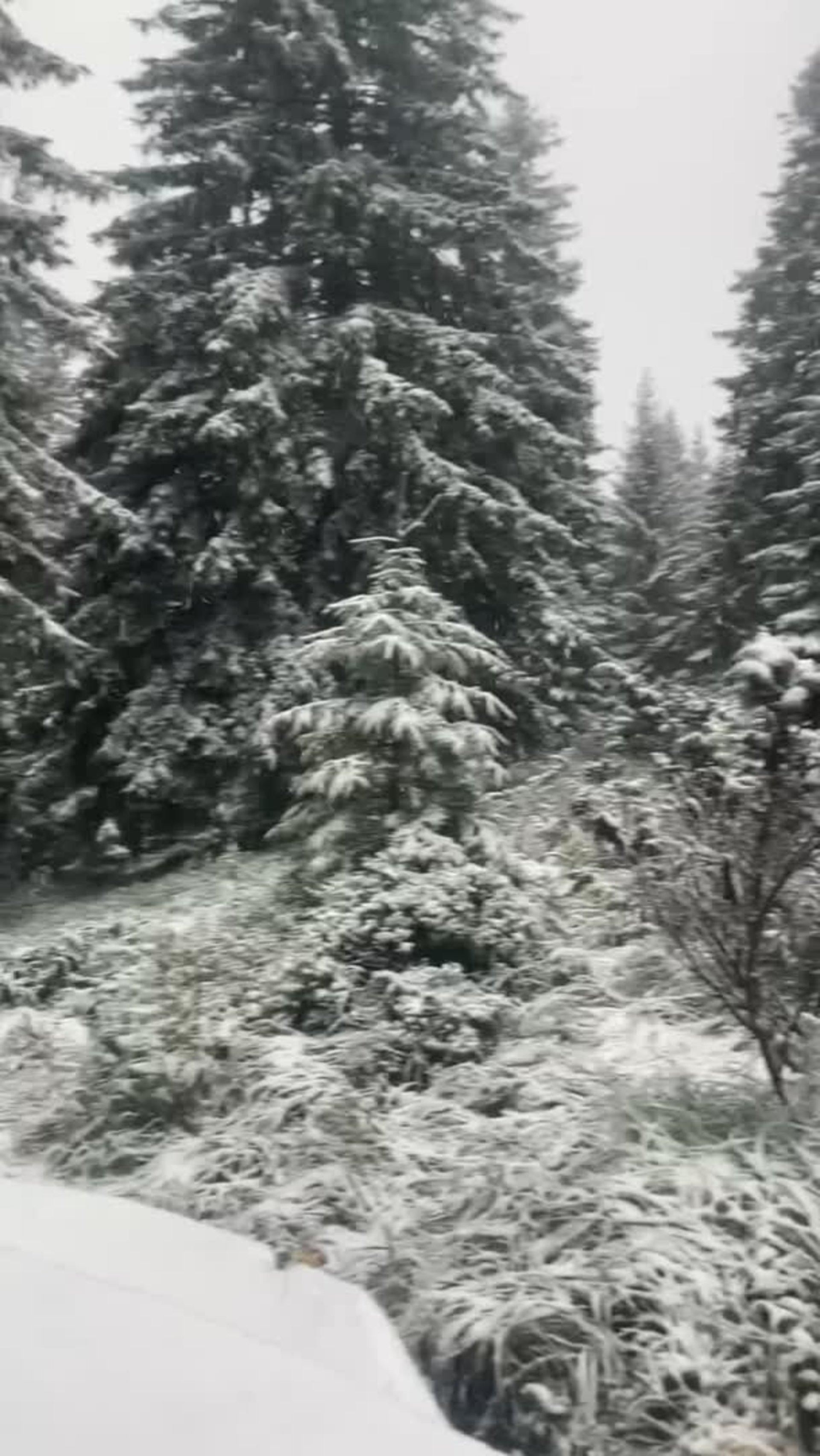 Відео: Inna Onyshchenko